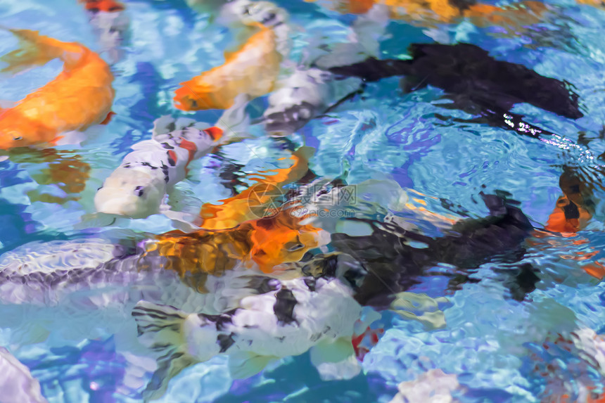 在清澈的水中总结出美丽的鱼类背景大自然的颜色的玩耍图片