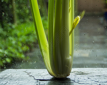 春天的雨和窗台上的新鲜芹菜图片