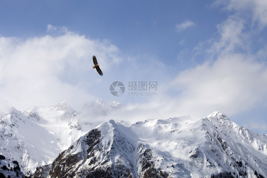 秃鹰在冬季冲过阿拉斯加图片