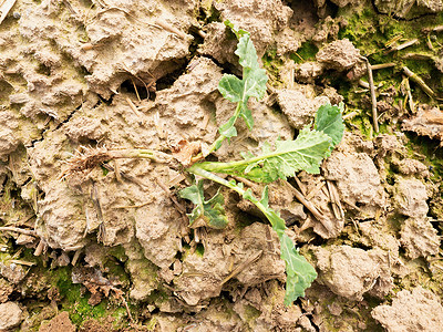 湿腐殖质粘土上的小型油菜植物油菜和根的质量检查图片