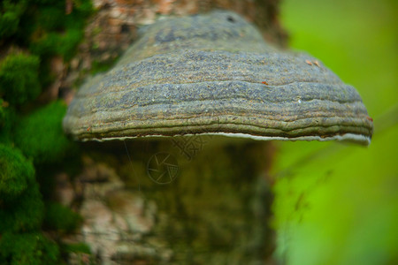 生长在森林中的非食用森林蘑菇图片