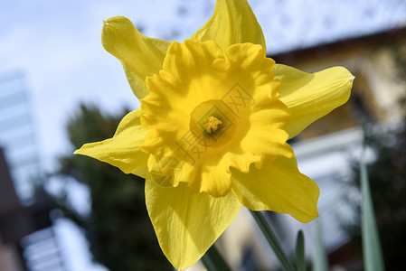 春天花园里的黄水仙花背景图片