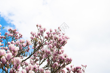 美丽的树鲜花和背景天空图片