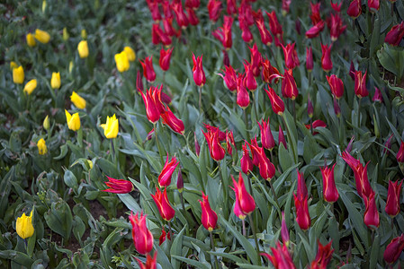 植物园里美丽的郁金香和雏菊图片
