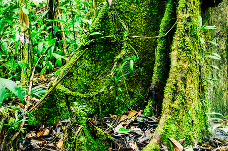 雨林老树支撑根观图片