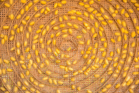 木篮养蚕泰国丝绸生产图片