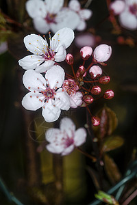 春天花园里开花的树图片