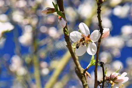春天背景美丽的盛开的蜜蜂树大图片