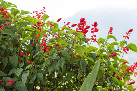 热带巴厘岛的鲜花背景图片