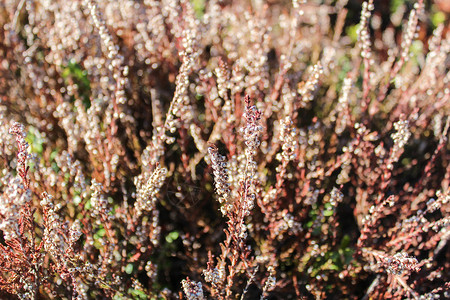 EricaCarnea棕色的高清图片