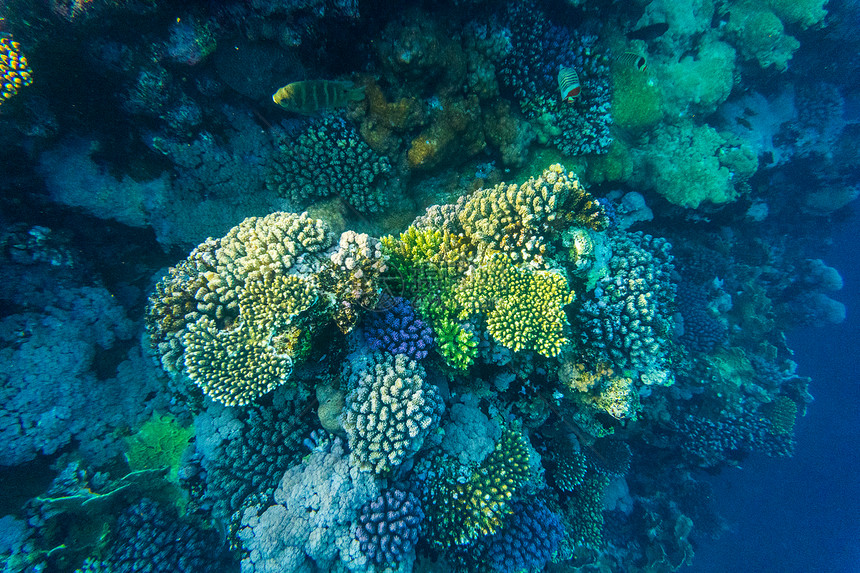 热带海洋生命珊瑚礁中充满漂浮在水面下的鱼太阳光穿过波纹蓝色海洋背景的美丽设计明信片图片