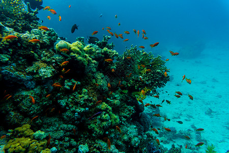 充满活力的珊瑚礁上的热带鱼类水下景图片