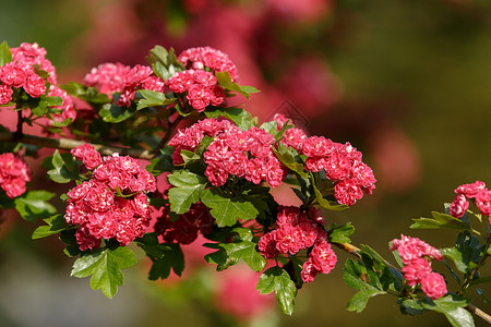粉红色的花山楂树图片