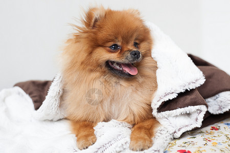 一只美丽的罗马狗醒来从毯子下面望图片
