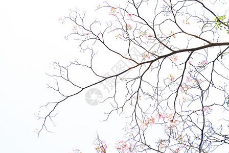 白色背景的树枝和粉红色花叶的背图片
