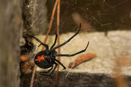 一只雌黑寡妇蜘蛛晚上在她的网中狩猎图片