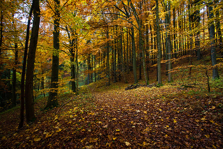 德国山脉和森林的秋天在德国一些普通山脉的徒步旅行中高清图片