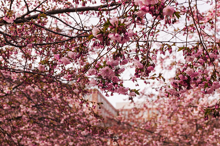 春天公园里粉红色的樱花枝图片