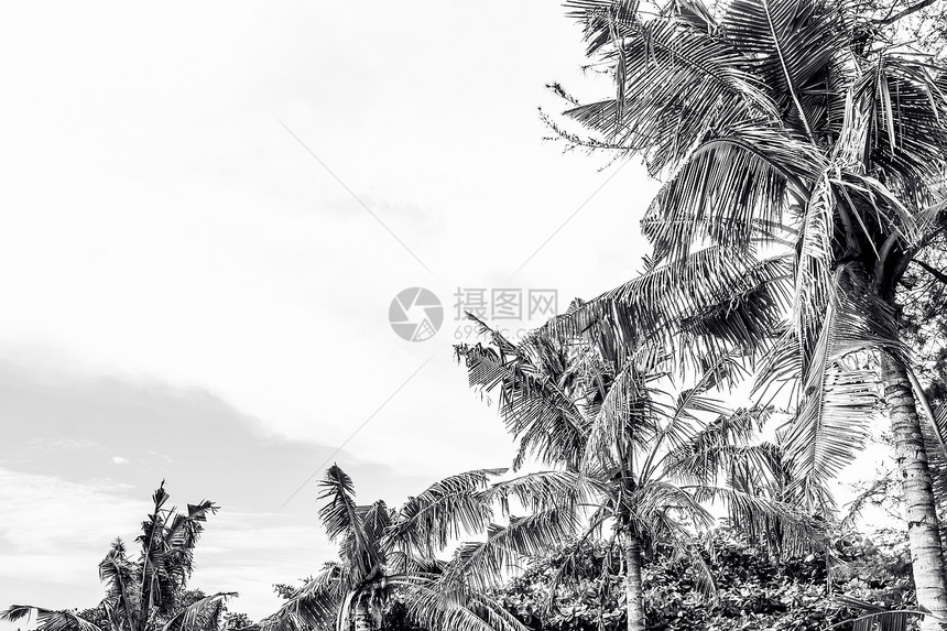 美丽的棕榈树在美丽的风景背和蓝天热带海滩棕榈树放松禅宗鼓舞人心的图片