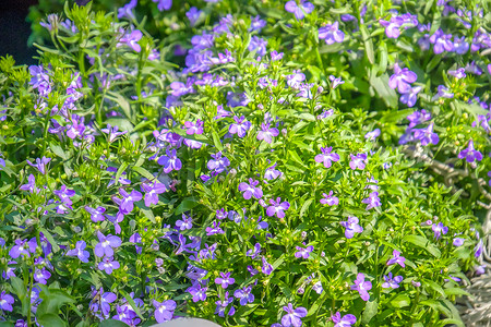 半边莲花紫色观赏园艺图片