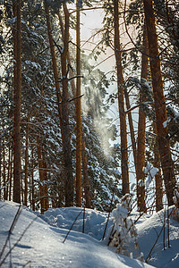 冬季森林天生山哈萨克斯图片