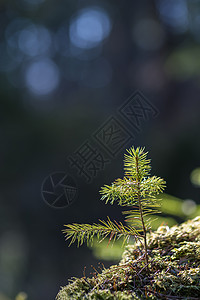森林中长满苔藓的阳光下的松树幼苗图片