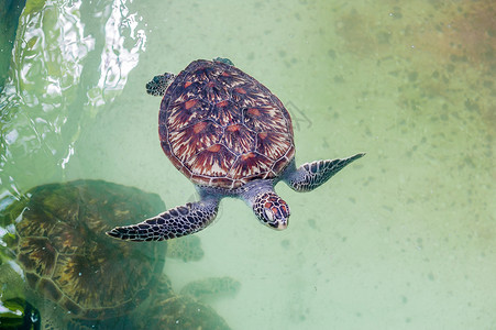 海龟在水族馆游泳从上面看海洋居民概念图片