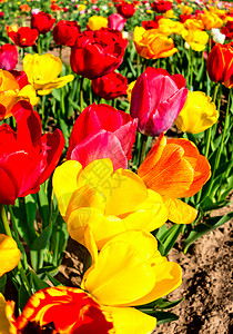 春天的花朵花园里五颜六色的开花郁金香图片