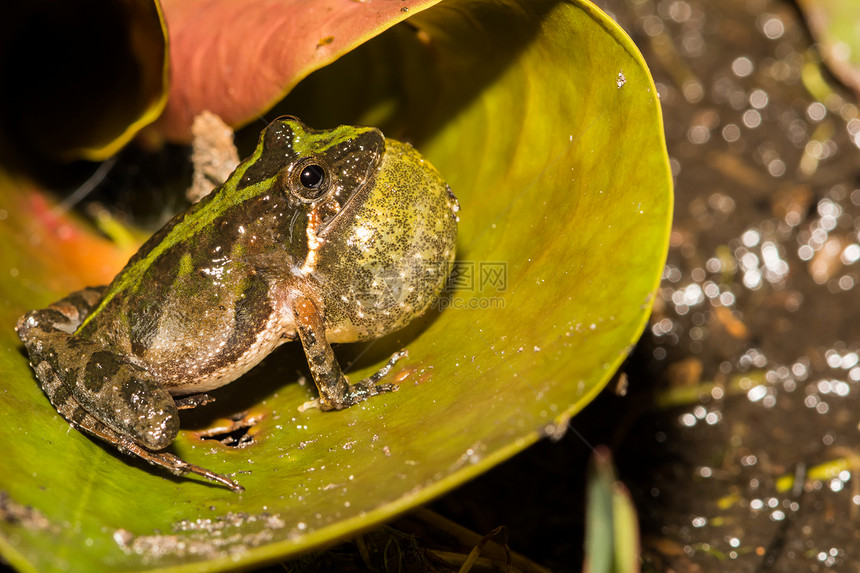 近距离的佛罗里达板球蛙从一个小池塘边缘的莉垫图片