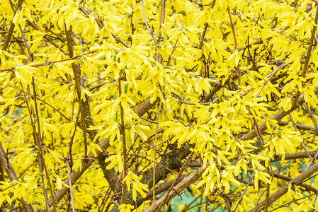 灌木果园的深黄色叶子在春日开花背景图片