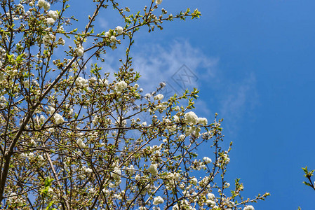 樱桃树果园的花朵在春日开图片