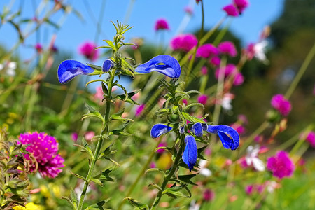 SalviaPattens也叫夏季花园图片