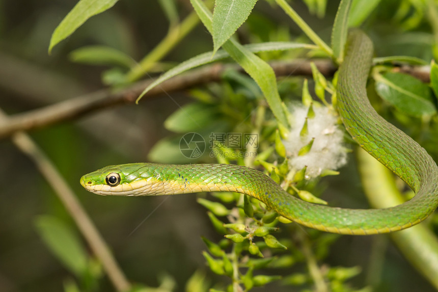 一条粗糙的绿蛇在一棵小树上觅食图片