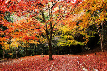 日本京都亚林山的秋叶图片