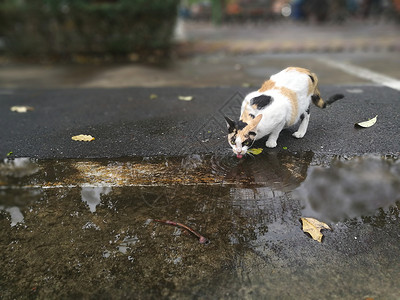 一只来自雨水图片