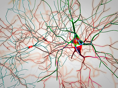 突触核蛋白大脑神经元突触神经元的神经电路退行背景