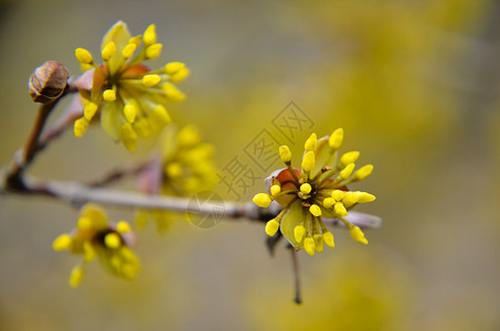 与黄色花的欧洲山茱萸树bossom图片