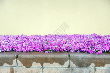 格拉西开花季节街道旁的粉红色福禄考花背景