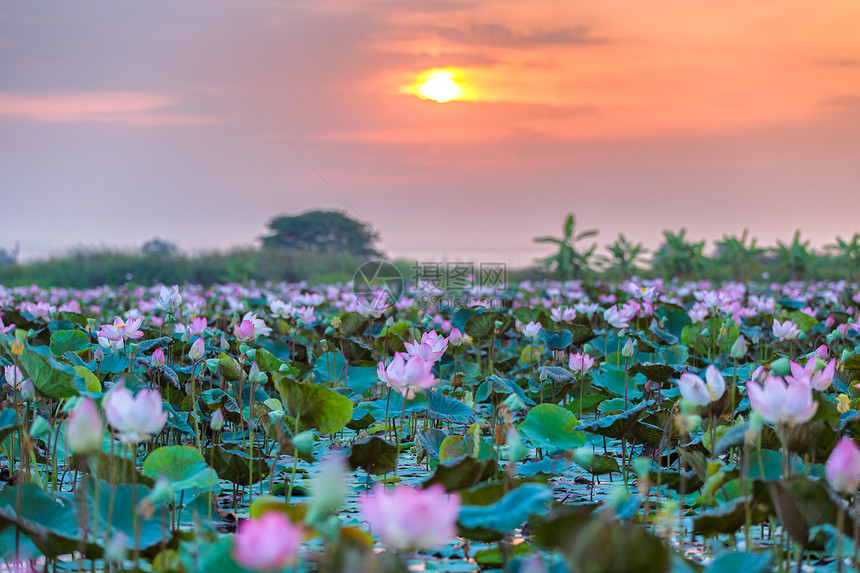 泰国Ayutthaya的粉红和莲海图片