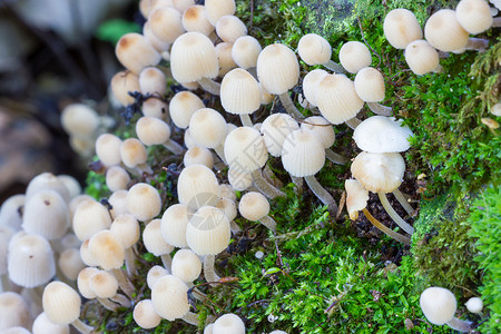 生长在树皮上的蘑菇图片
