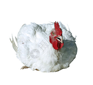 鸡公榄肉鸡公与白色羽毛隔离在白色背景背景
