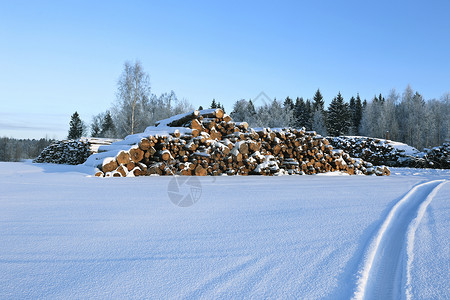 冬季在俄罗斯森林中图片