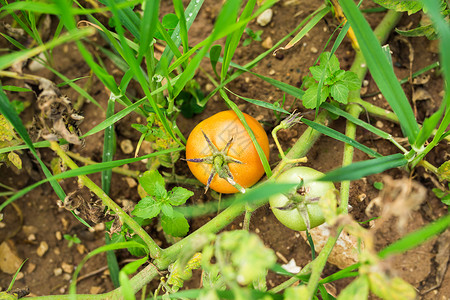 种西红柿菜园里的未成熟西红柿图片