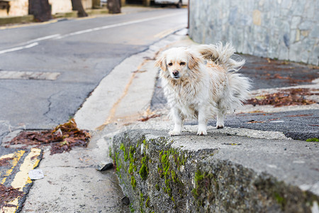 街头丢弃的无家可归和饥饿的狗在图片