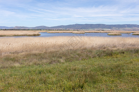 沼泽在一个自然公园图片