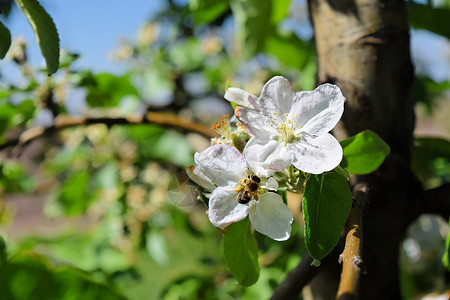早春开花的苹果园图片