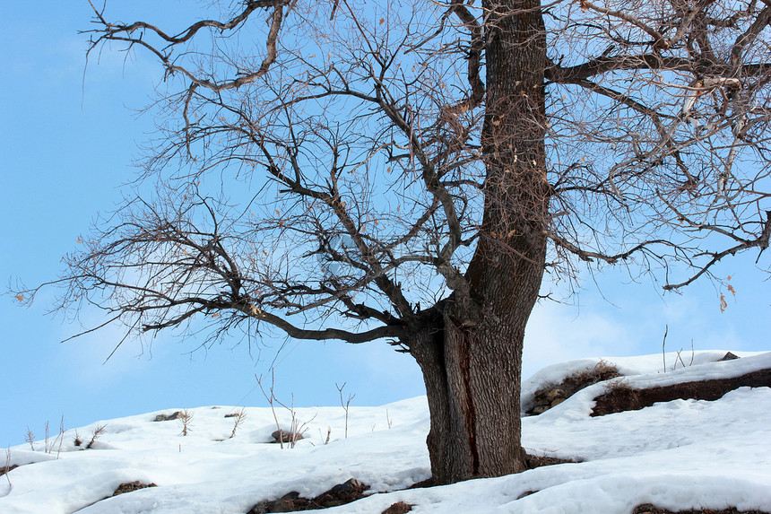 蓝天和树在冬日图片