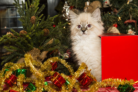 一只小猫在圣诞礼物盒里玩耍图片