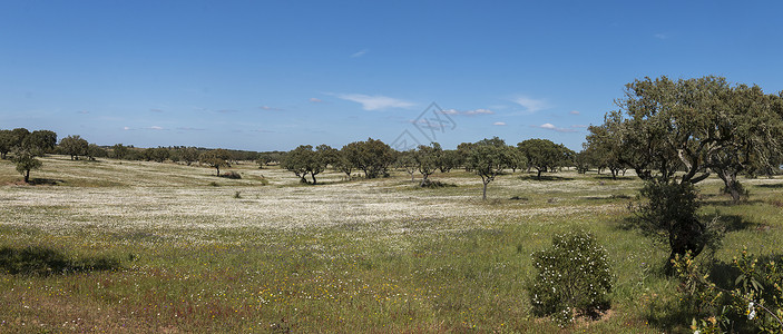 Alentejo的春天风景与白菊树和橡木图片