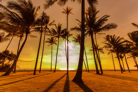 日落热带海滩上的椰子剪影图片